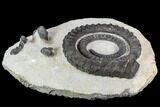 Devonian Ammonite (Anetoceras) With Trilobite Heads #110683-2